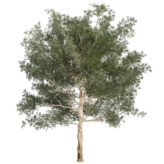 Premium Eucalyptus Grandis Tree Model 3D model image 4