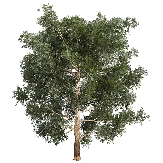 Premium Eucalyptus Grandis Tree Model 3D model image 6