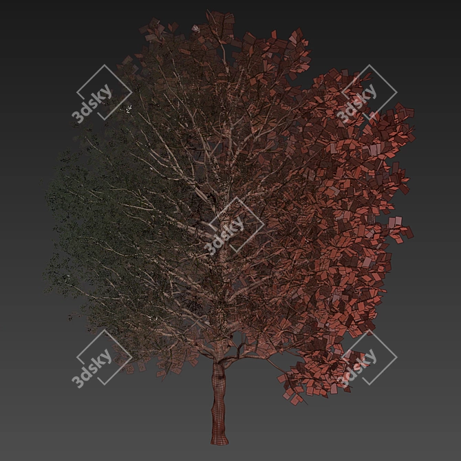 Premium Eucalyptus Grandis Tree Model 3D model image 7