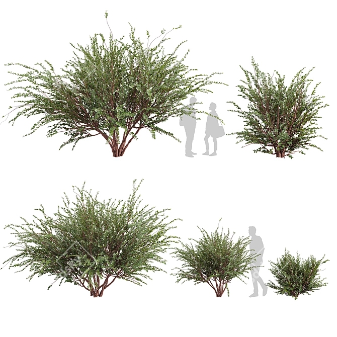 Premium Eucalyptus Websteriana Tree Model 3D model image 1