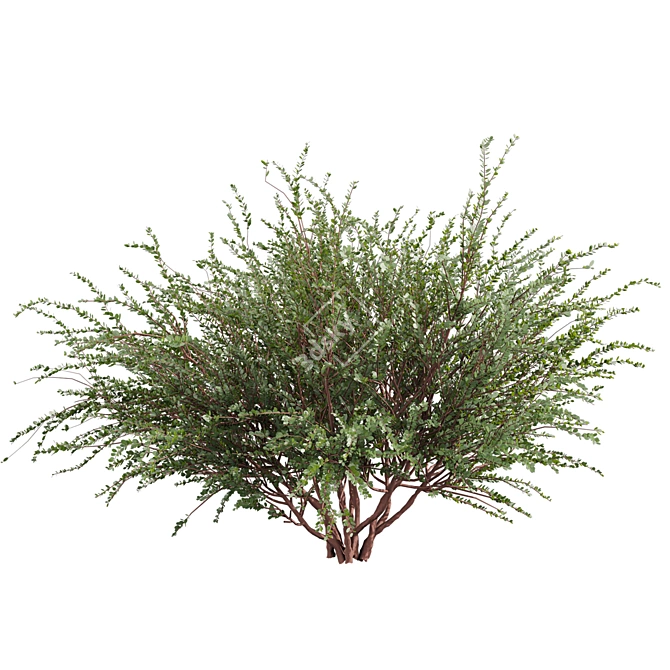 Premium Eucalyptus Websteriana Tree Model 3D model image 3