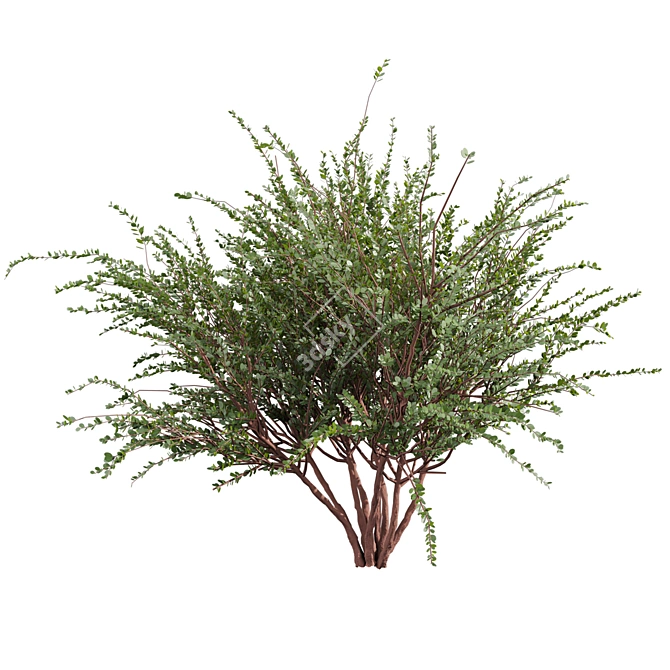 Premium Eucalyptus Websteriana Tree Model 3D model image 5