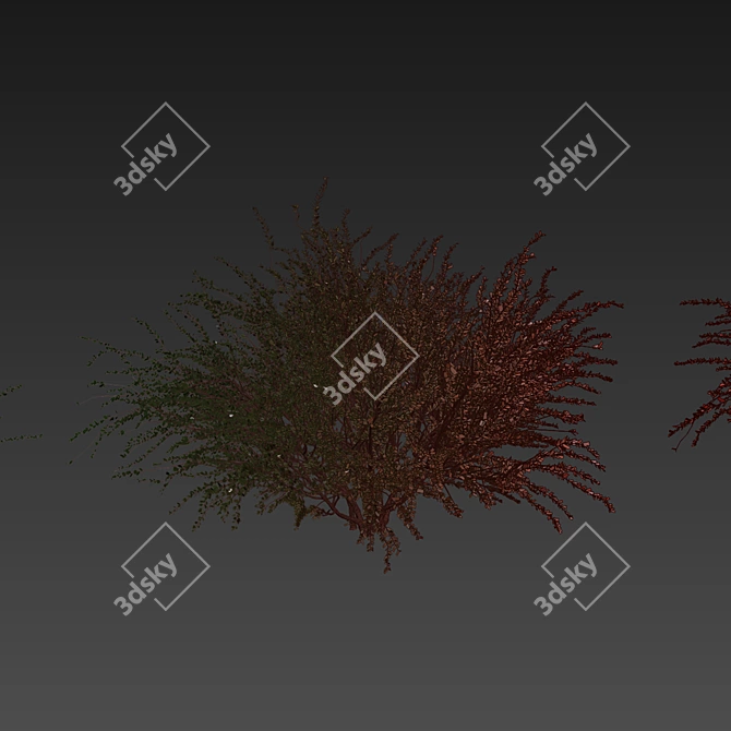 Premium Eucalyptus Websteriana Tree Model 3D model image 7