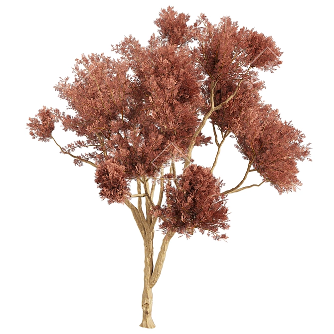 Eucalyptus Leucoxylon Tree Model 3D model image 3