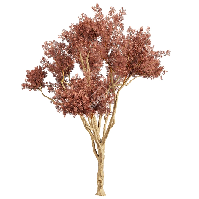 Eucalyptus Leucoxylon Tree Model 3D model image 5