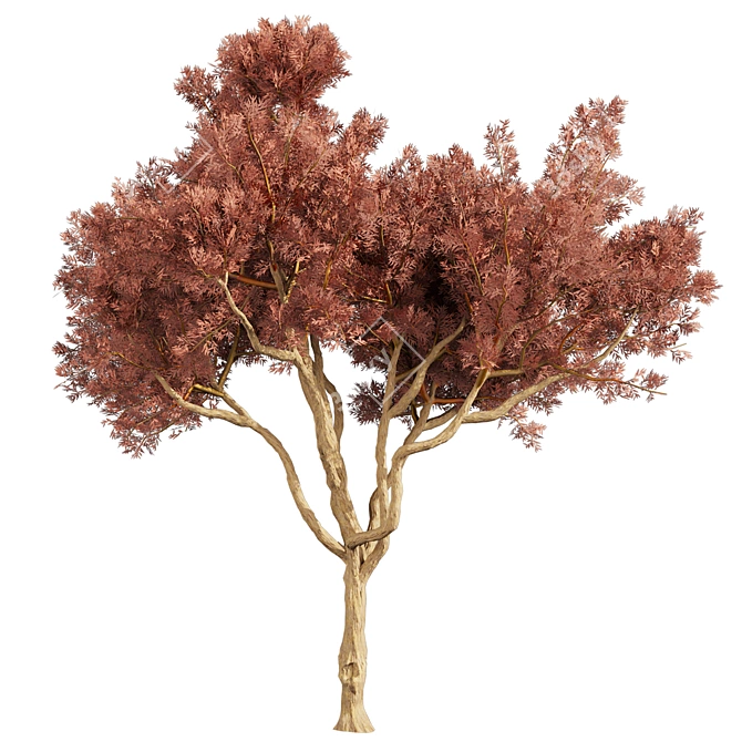 Eucalyptus Leucoxylon Tree Model 3D model image 6