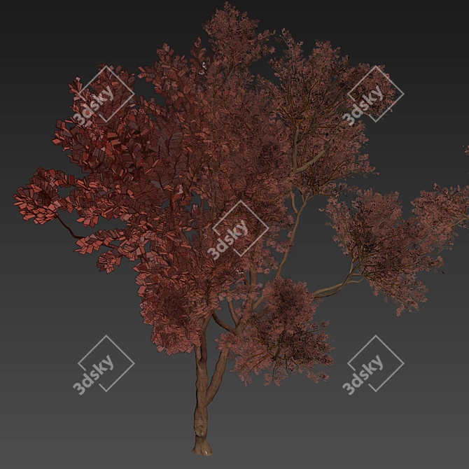 Eucalyptus Leucoxylon Tree Model 3D model image 7