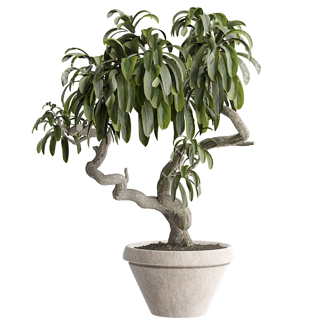 Modern Indoor Plant 3D Model 3D model image 1