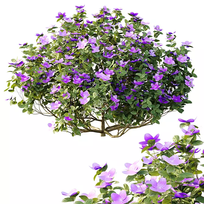 Purple Princess Flower Bush 3D Model 3D model image 2