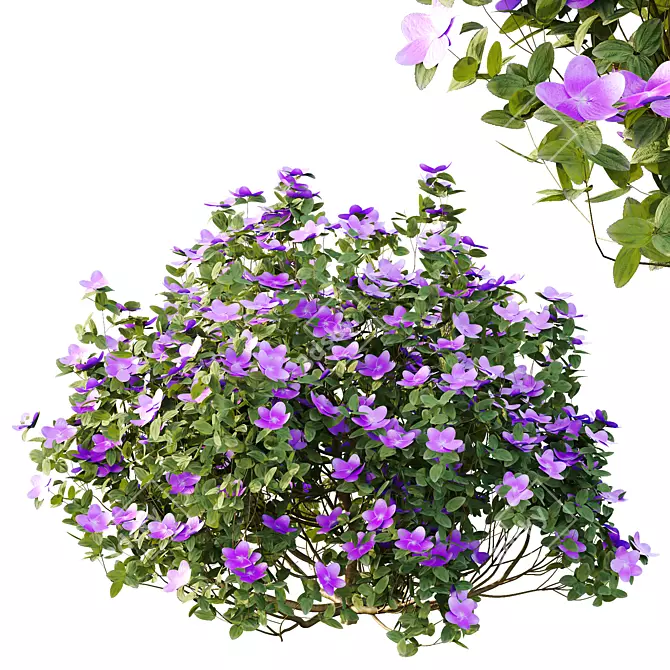 Purple Princess Flower Bush 3D Model 3D model image 3