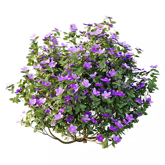 Purple Princess Flower Bush 3D Model 3D model image 4