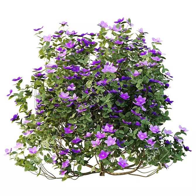 Purple Princess Flower Bush 3D Model 3D model image 5