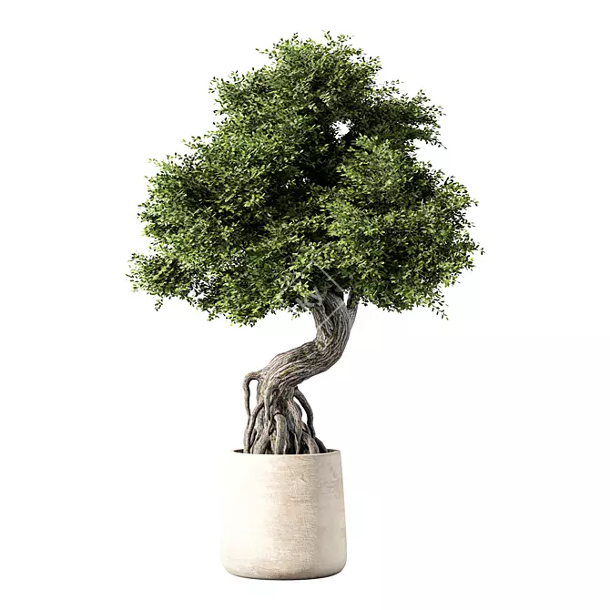 Zen Bonsai Tree Set 3D model image 1