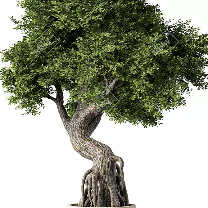 Zen Bonsai Tree Set 3D model image 2