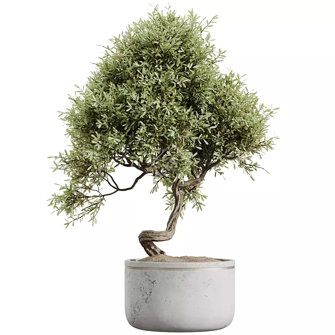 Premium Olive Tree Set: 3D Models 3D model image 2