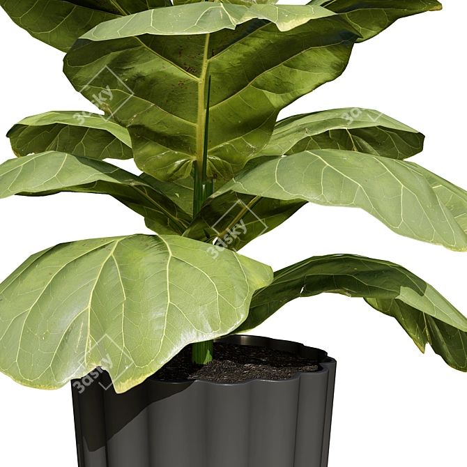 Modern Fiddle Leaf Fig Plant 3D model image 5