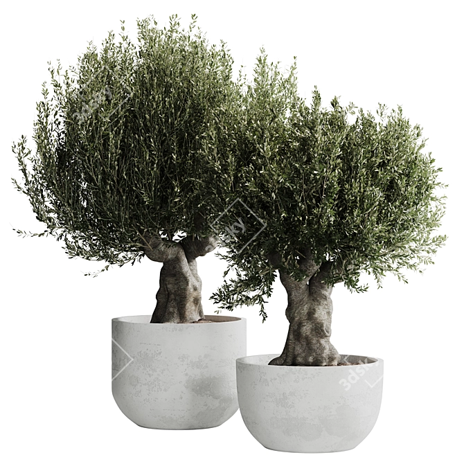 Corona-Ready Olive Plant Set 3D model image 1