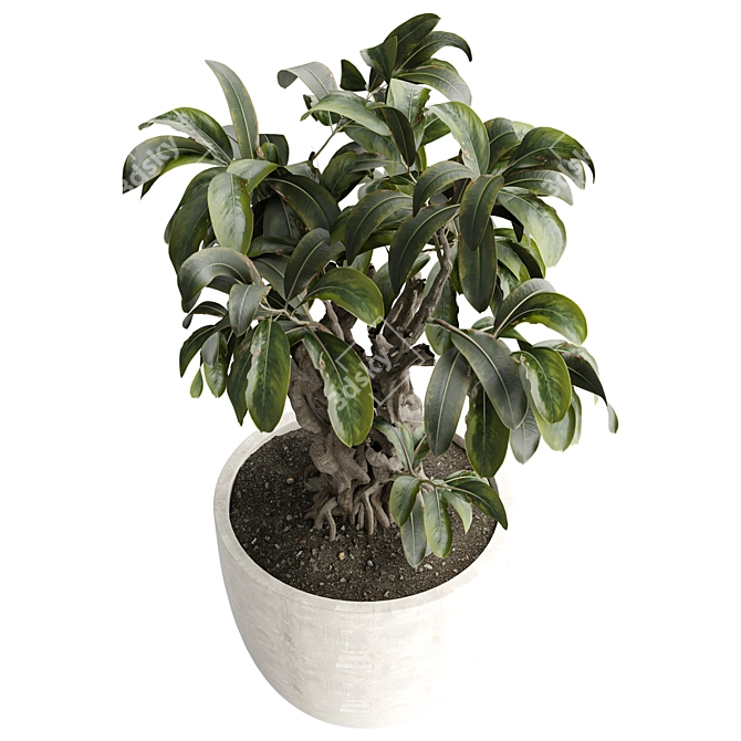 Modern Indoor Plant 531 Decor 3D model image 2