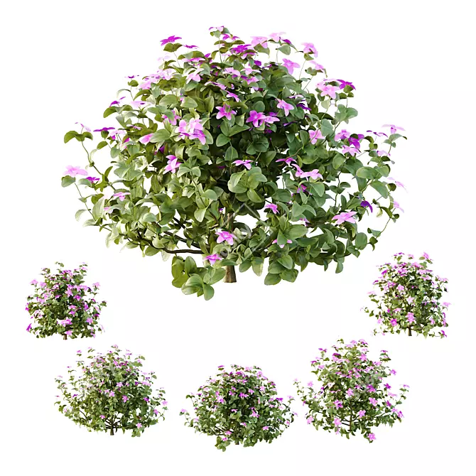 Purple Glory Bush 3D Model 3D model image 1