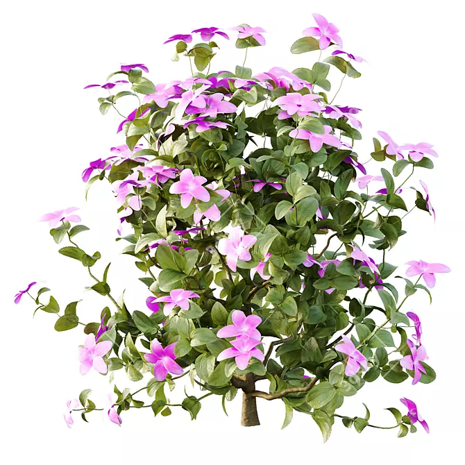 Purple Glory Bush 3D Model 3D model image 5