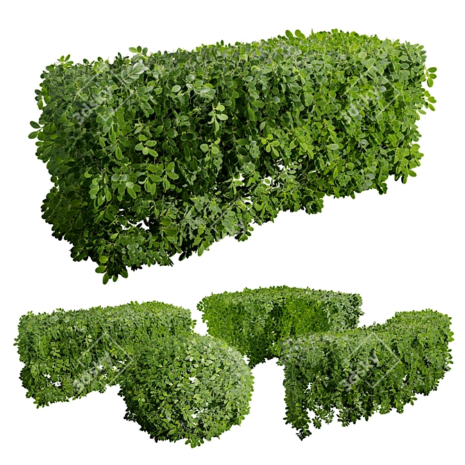 Realistic Boxwood 3D Model 3D model image 2