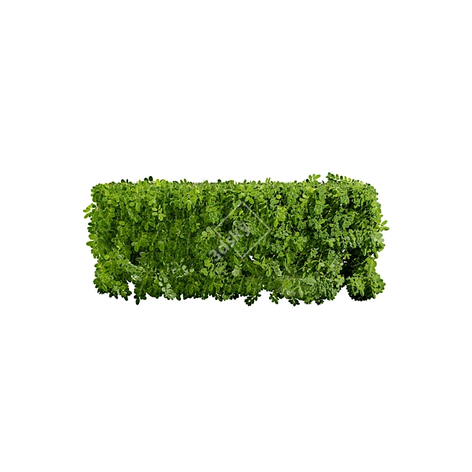 Realistic Boxwood 3D Model 3D model image 4