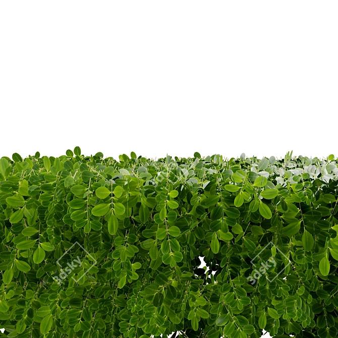 Realistic Boxwood 3D Model 3D model image 7