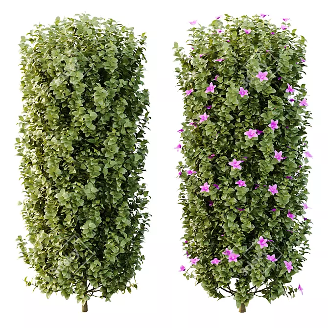 Neotropical Glory Bush 3D Model 3D model image 3