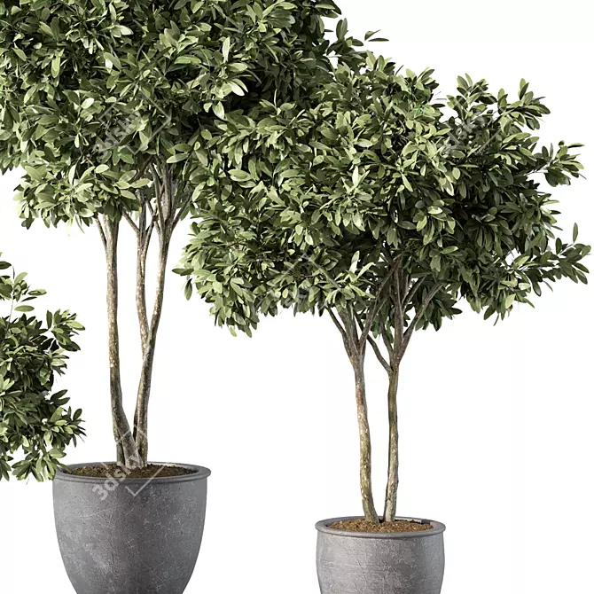 Modern Indoor Plant Set Trio 3D model image 2