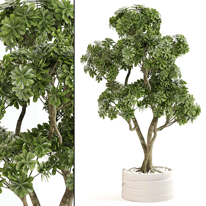 Elegance Indoor Plant Set 0127 3D model image 1