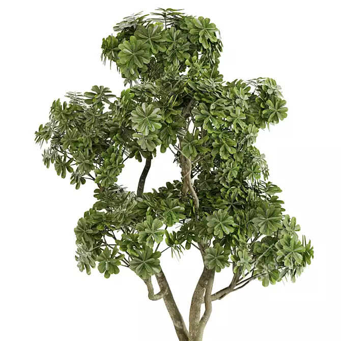 Elegance Indoor Plant Set 0127 3D model image 3