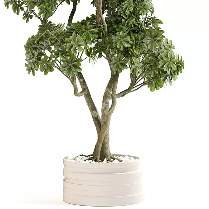 Elegance Indoor Plant Set 0127 3D model image 5