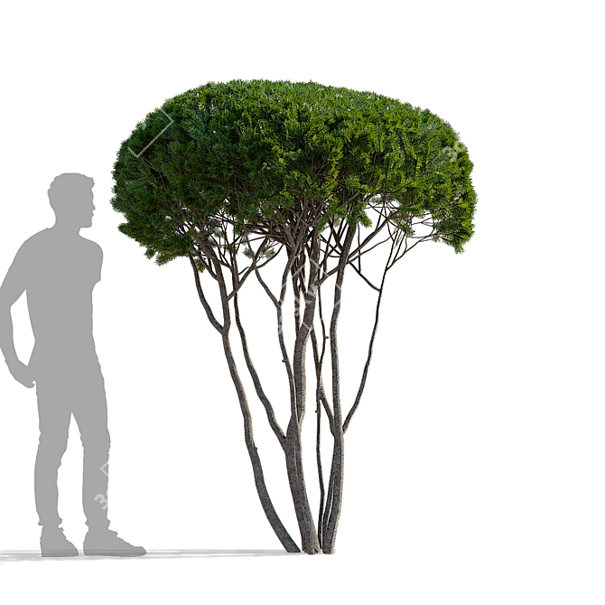 Multi-Stem Taxus 3D Model 3D model image 9