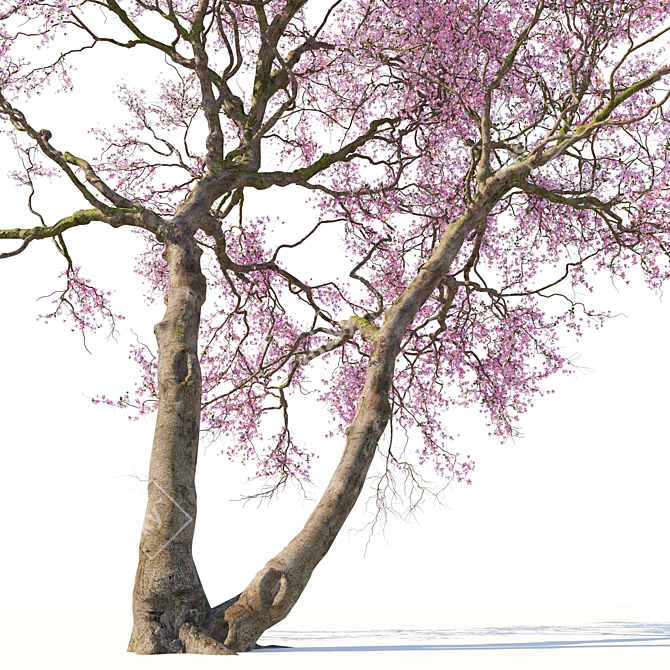 Cherry Blossom Tree Coll. 3D model image 3