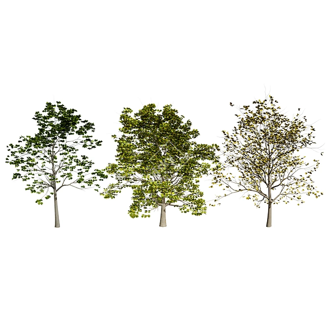 Detailed Plane Tree 3D Model 3D model image 2