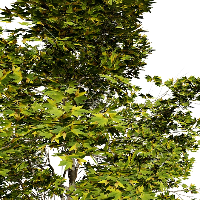 Detailed Plane Tree 3D Model 3D model image 5