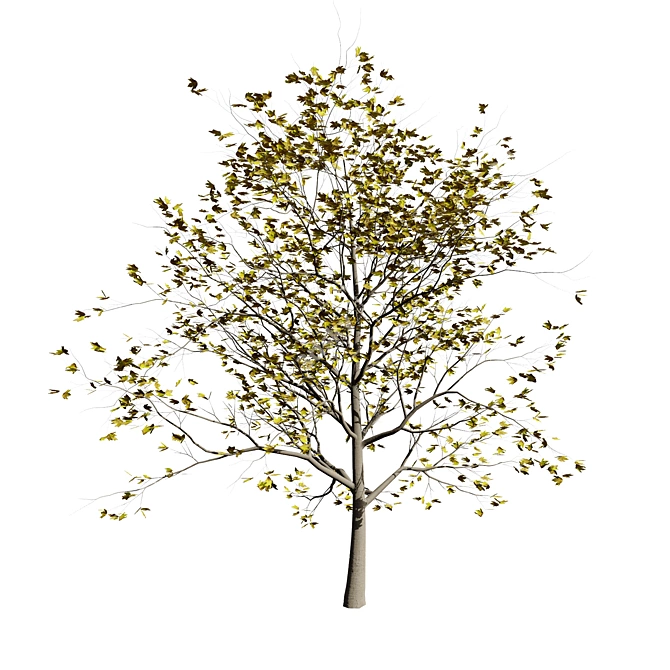 Detailed Plane Tree 3D Model 3D model image 6