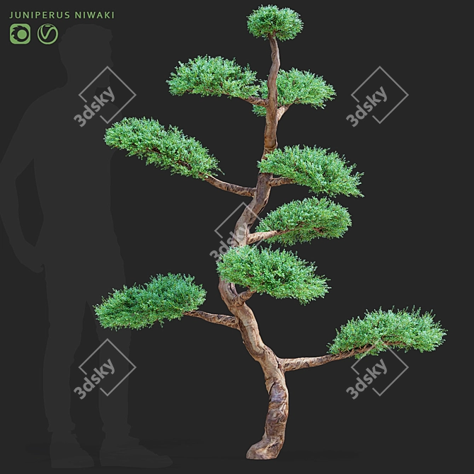 Elegant Juniperus niwaki Tree 3D model image 1