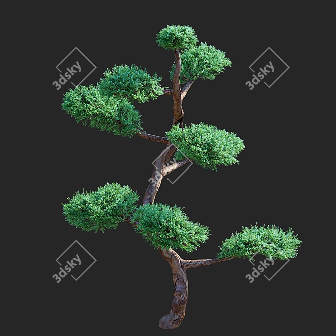 Elegant Juniperus niwaki Tree 3D model image 2