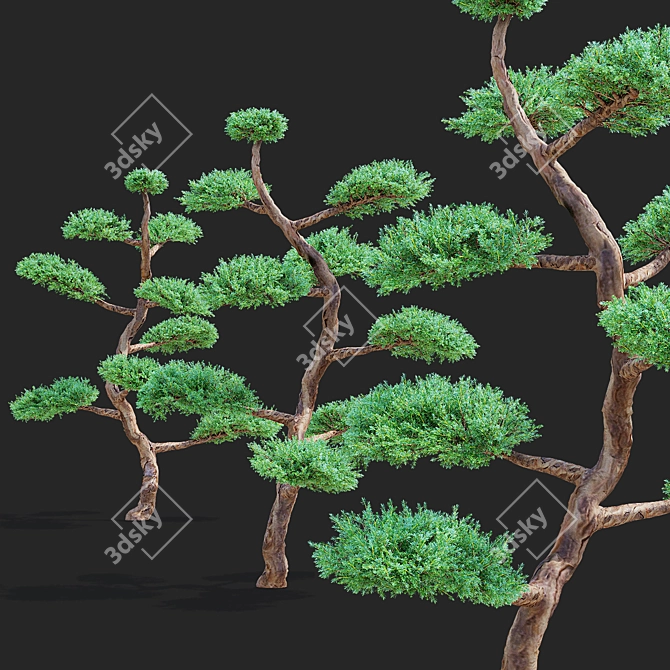 Elegant Juniperus niwaki Tree 3D model image 4