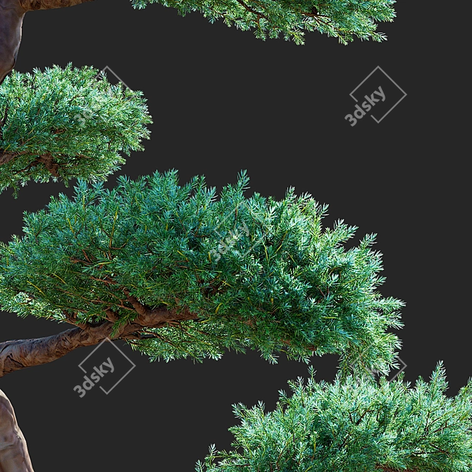 Elegant Juniperus niwaki Tree 3D model image 5