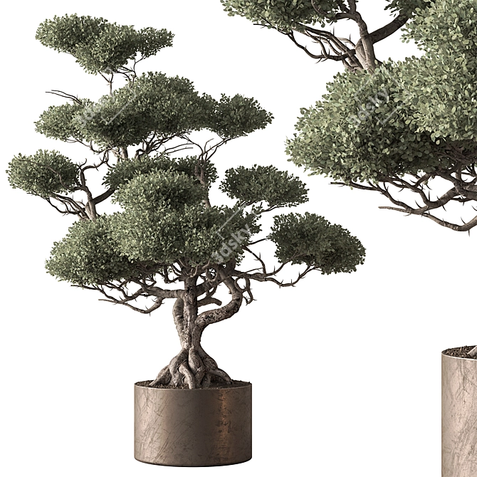 792 Indoor Tree in Pot 3D model image 1