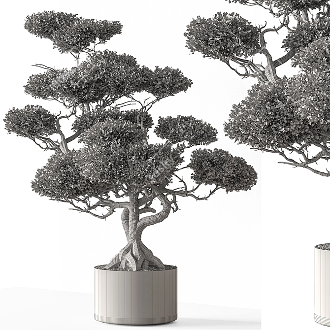 792 Indoor Tree in Pot 3D model image 5