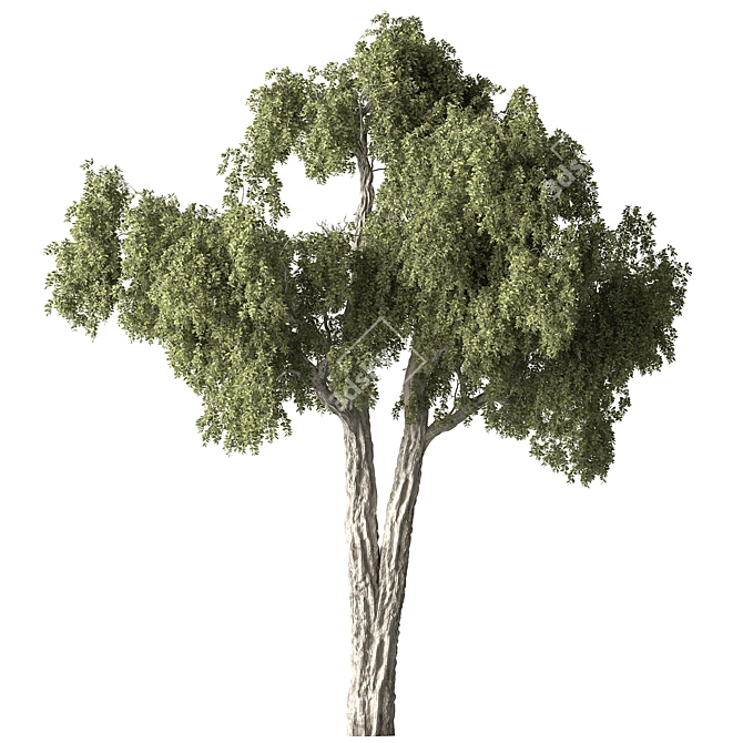 Fruity Fig Tree Set 3D model image 1