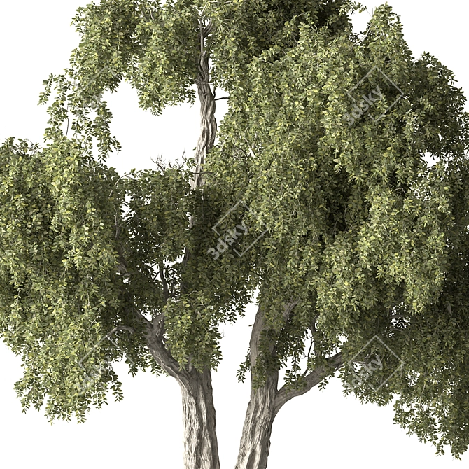 Fruity Fig Tree Set 3D model image 2