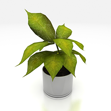 Pet plant