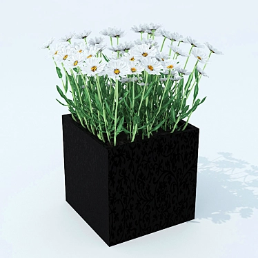 Garden Daisy: Leucanthemum 3D model image 1 