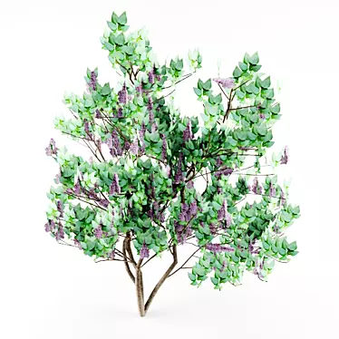 Houseplant Myrtle