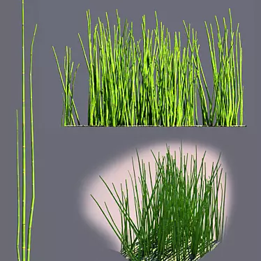 Equirustic: Realistic Equisetum Bushes 3D model image 1 