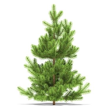 Nikolay Shcherbinin Pine Tree 3D model image 1 